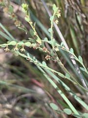 Phyllanthus parvulus