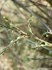 Phyllanthus parvulus