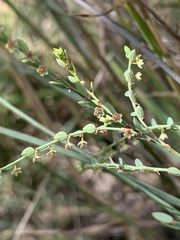 Phyllanthus parvulus