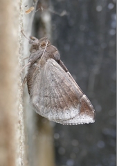 Dysgonia algira