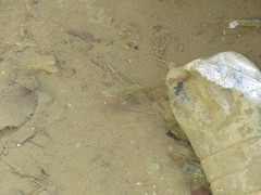 Poecilia reticulata