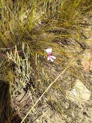 Pelargonium laevigatum oxyphyllum