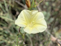Xenostegia tridentata