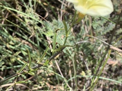 Xenostegia tridentata