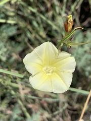 Xenostegia tridentata