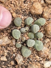 Frithia pulchra