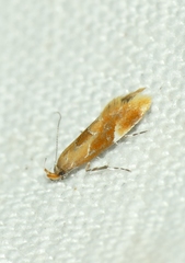 Epicallima formosella