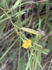 Chamaecrista comosa
