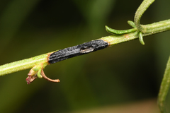 Asteromyia gutierreziae