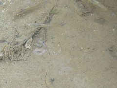 Poecilia reticulata