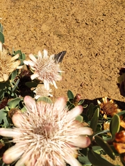 Charaxes pelias