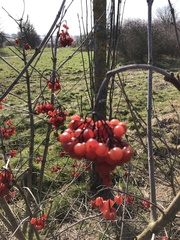Viburnum opulus