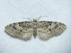Eupithecia dodoneata