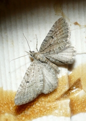 Eupithecia intricata