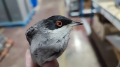 Curruca melanocephala