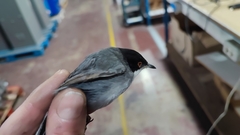 Curruca melanocephala