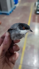 Curruca melanocephala