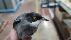Curruca melanocephala