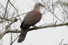 Ducula badia