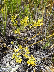 Erica thunbergii