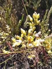 Erica thunbergii