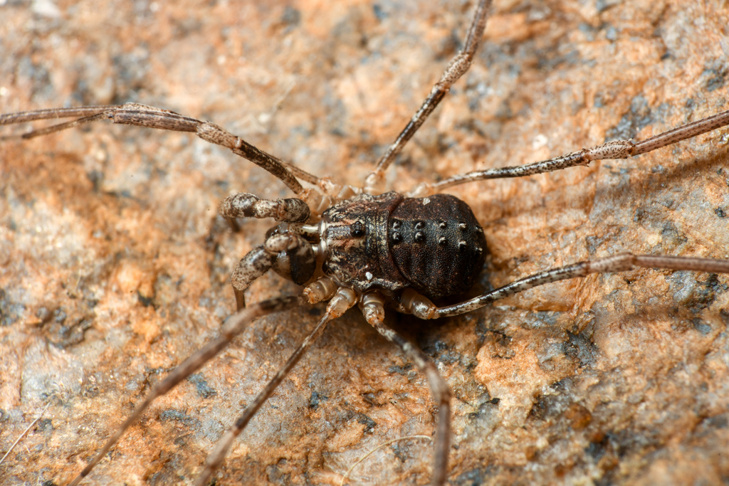 Protolophus singularis