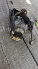 Lasiurus cinereus villosissimus