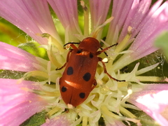 Leptopalpus rostratus