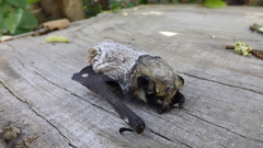 Lasiurus cinereus villosissimus