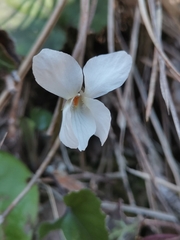 Viola alba alba