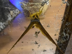 Syntherata janetta