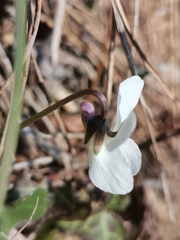 Viola alba alba