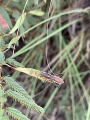 Mirperus jaculus