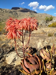 Aloe perfoliata