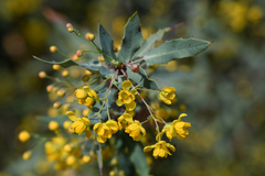 Berberis nevinii