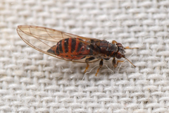 Trioza bakeri