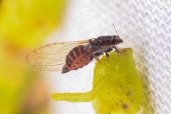 Trioza bakeri