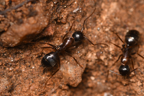 Camponotus dumetorum photo 4