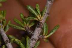 Ceanothus ophiochilus