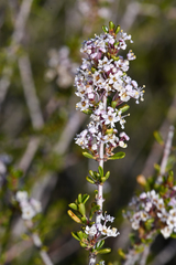 Ceanothus ophiochilus