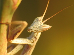 Apteromantis aptera
