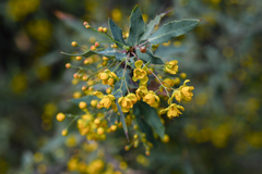 Berberis nevinii