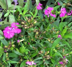 Dianthus chinensis