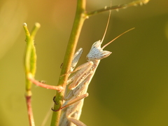 Apteromantis aptera