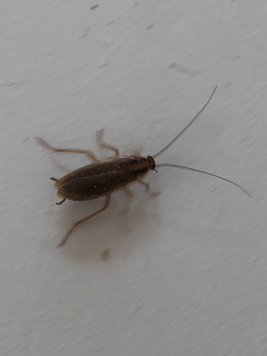 Blattella germanica