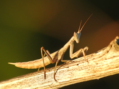 Apteromantis aptera