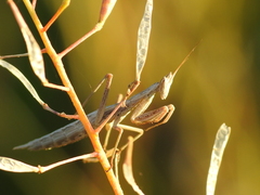 Apteromantis aptera