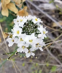 Dryopetalon runcinatum