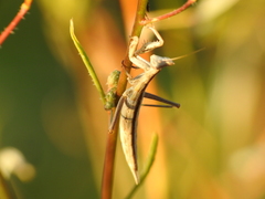 Apteromantis aptera