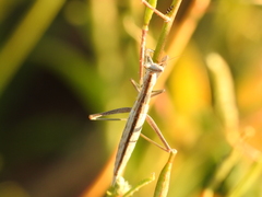 Apteromantis aptera